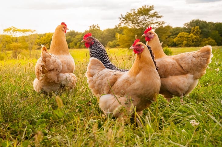 Pollos afuera en un campo soleado