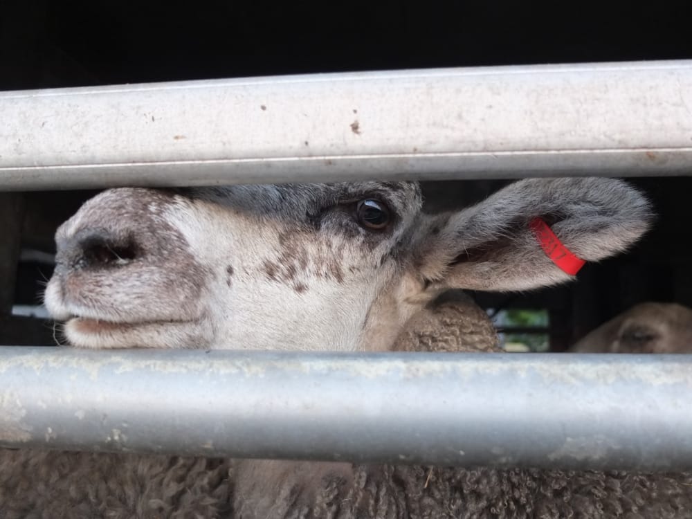 Ovejas en un camión de transporte