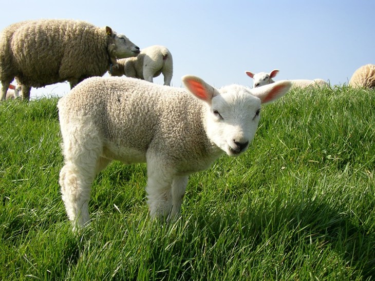 lambs in open field
