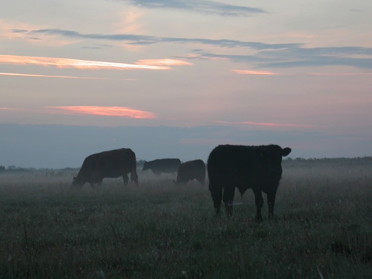 cattle at dawn