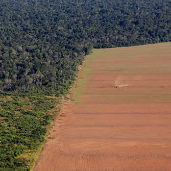Why Ff Deforestation