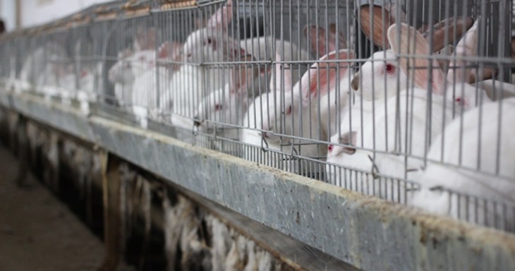 Conejos de cría intensiva en jaulas y confinados