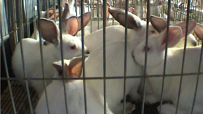 Young Spanish rabbits.jpg
