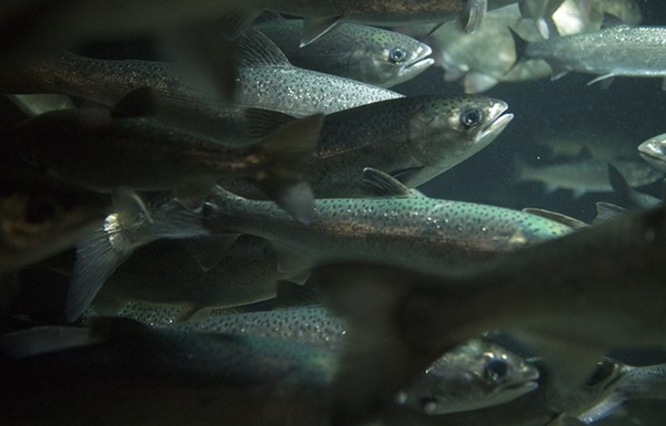 school-of-fish_700px