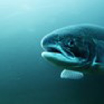 steelhead_trout