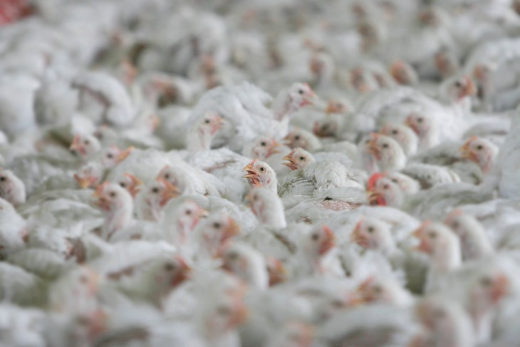 Gallinas hacinadas en cobertizos