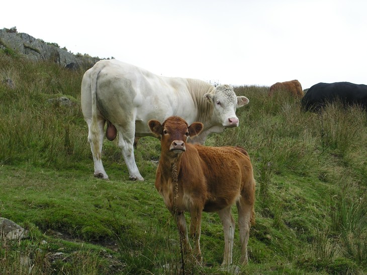 toro y ternero en el pasto