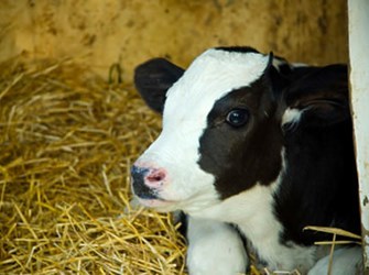 dairy-calf-in-deep-straw.jpg