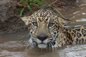 Jaguar_300x201.jpg