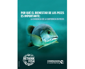 POR QUÉ EL BIENESTAR DE LOS PECES ES IMPORTANTE