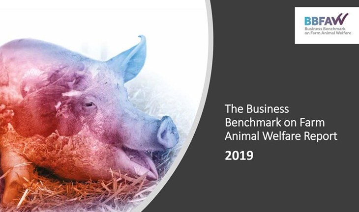 Portada del informe BBFAW 2019