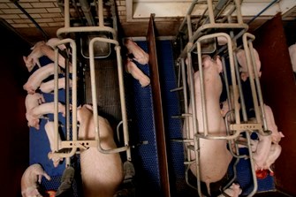 cerdas con lechones enjauladas en sistema intensivo