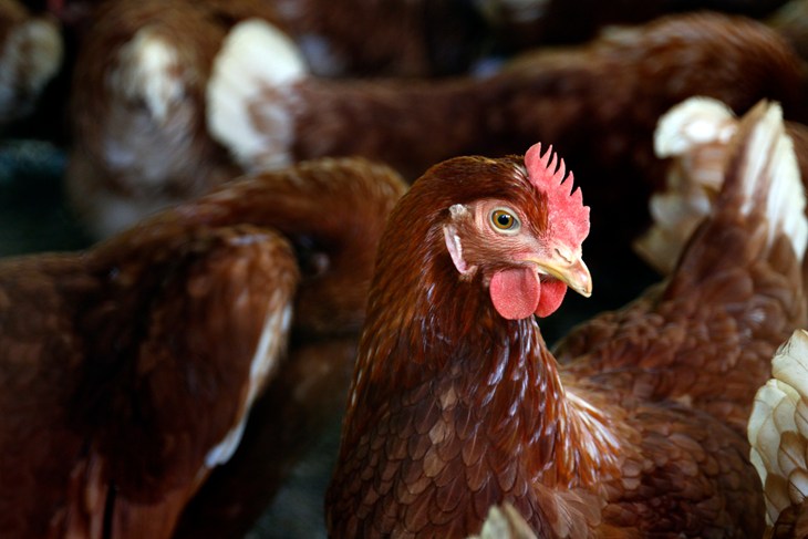 gallinas ponedoras
