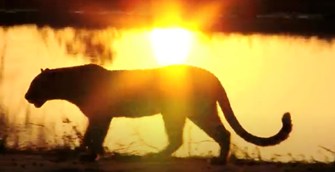 silueta de un jaguar