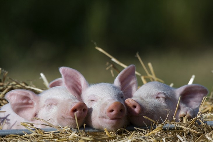 tres cerditos durmiendo sobre la paja