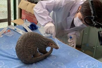 Sophia Zhang, empleada de la Fundación para la Conservación de la Biodiversidad y el Desarrollo Ecológico de China (CBCGDF), recoge una muestra de secreciones bucales y nasales del pangolín llamado Lijin para su análisis en el centro de salvamento animal de Jinhua, ciudad ubicada en el centro la provincia de Zhejiang, en China oriental.