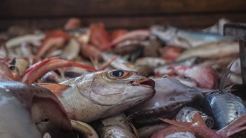 captura de pescado salvaje
