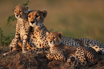 Guepardo madre con dos cachorros de 2 meses en un termitero de la reserva Masai Mara