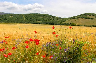 Flores silvestres junto a un campo de cereales en Italia