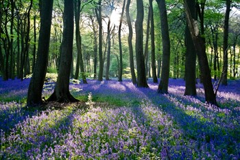 campiña inglesa, árboles y flores