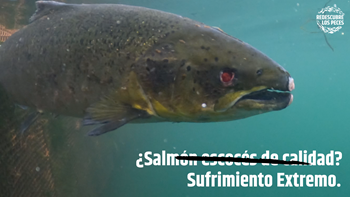 Salmón escocés | Fotografía: CIWF