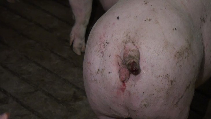 Cerdo con la cola cortada