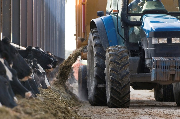 Vacas siendo alimentadas en una explotación ganadera intensiva