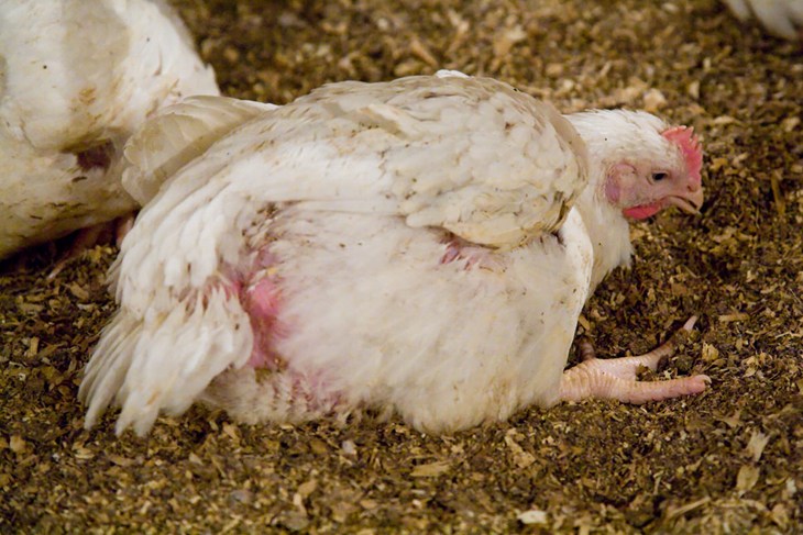 Pollo de engorde cojo