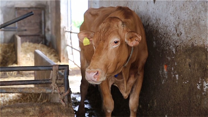 vaca dentro de un establo