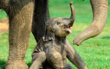pequeño elefante con su madre