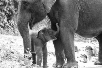 Elefante hembra de Sumatra y su bebé | Fotografía: Philip J Lymbery