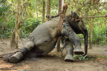 elefante cruelmente sometido mediante cuerdas