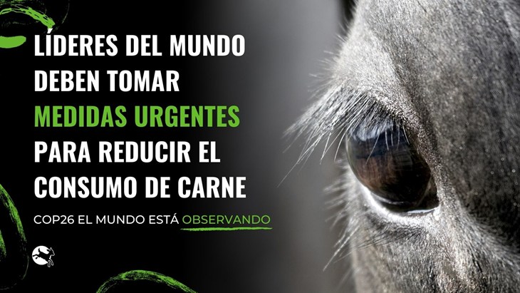 primer plano de ojo de bovino con texto que dice líderes del mundo deben tomar medidas urgentes para reducir el consumo de carne cop26 el mundo está mirando