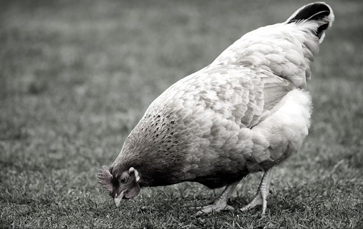 gallina en campo picoteando