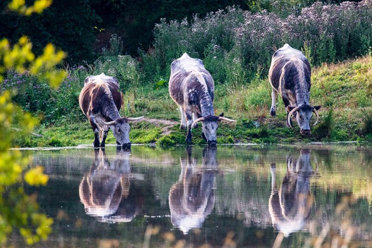 tres vacas beben de un arroyo en el campo