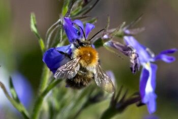 Las abejas son polinizadores esenciales