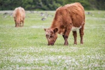 Ganado alimentado con pastos en Escocia