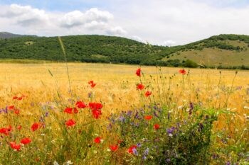 Flores silvestres en los Apeninos, Italia