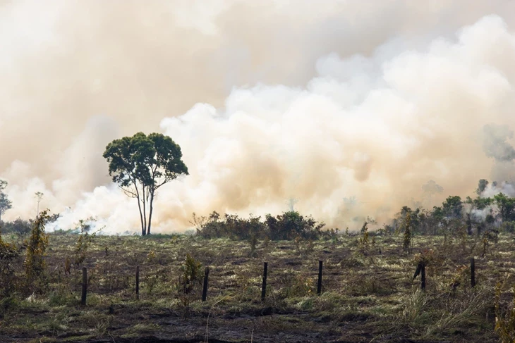 imagen de la deforestación en campos quemados para cultivos transgénicos