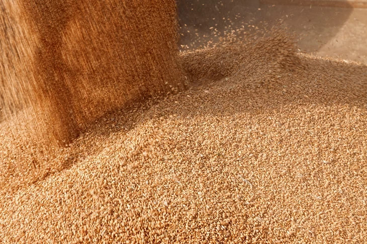 montaña de grano para alimentación animal