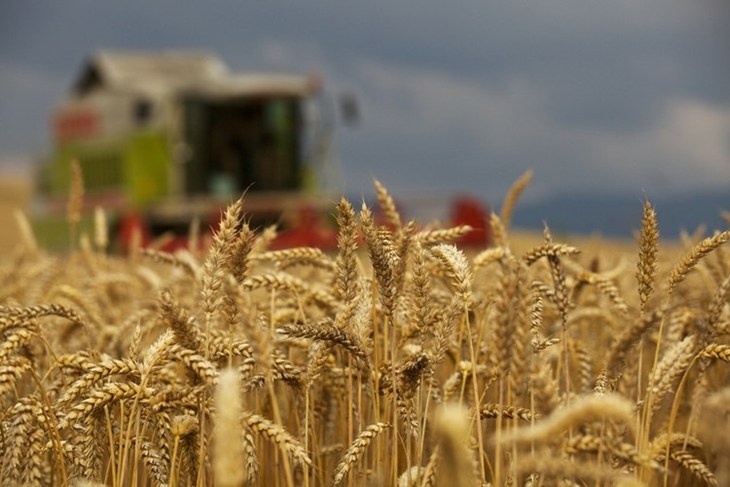 máquina cosechadora en campo de trigo