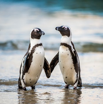 dos pingüinos a la orilla del mar parecen darse la mano