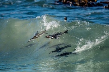 Pingüinos disfrutando de las olas