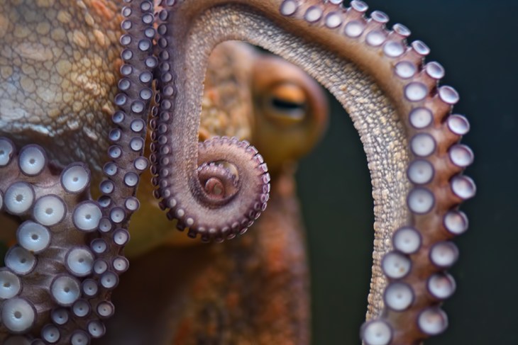 ojo de un pulpo rodeado por sus tentáculos