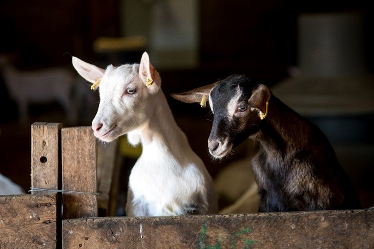 dos cabras se asoman por encima de una valla de madera