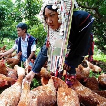 indígenas con trajes típicos alimentando a gallinas en libertad