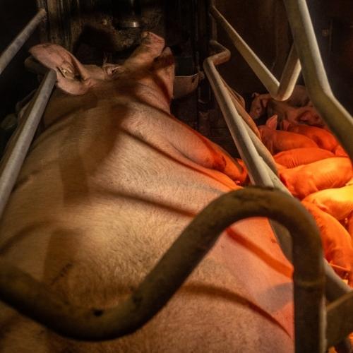 Imagen aérea de una cerda en un puesto de cerdas apenas más grande que su cuerpo