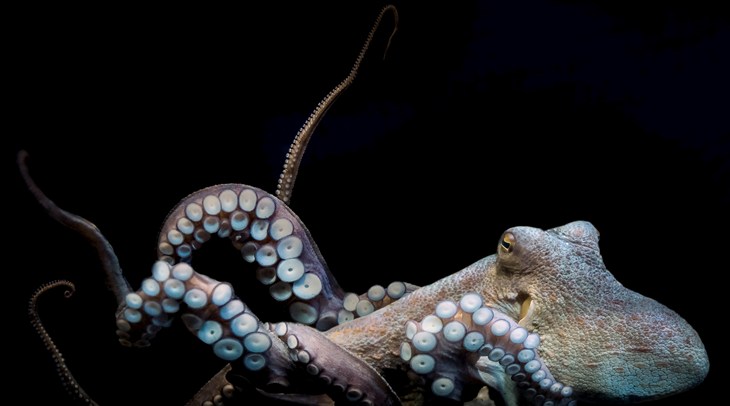 pulpo