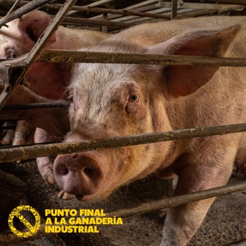 Comienza la campaña para poner Punto Final a la Ganadería Industrial