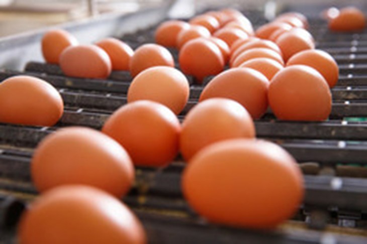 huevos morenos en cinta transportadora